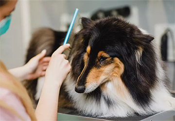 9-1. 6 Tips to Train Your Pet for Better Grooming Behavior